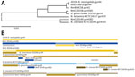 Whole-genome analysis of isolates from an outbreak of sexually transmitted nongroupable Neisseria meningitidis–associated urethritis, Vietnam. Comparison generated in RDP4 (https://rdp4.software.informer.com) for full length of 2,751-bp. A) Tree shows the genetic relationship between isolate 20158_gyrA381 and gonococci_gyrA9 using unweighted pair group method with arithmetic mean of the region derived from their parents, beginning at 1 to ending breakpoint at 337 bp. B) Bars show potential recombination breakage points identified with at least 1 of the 7 methods contained in RDP4. NmB, N. meningitidis B; NmC, N. meningitidis C.