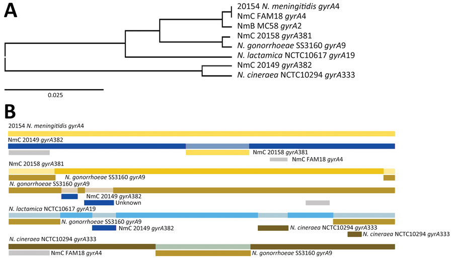 Whole-genome analysis of isolates from an outbreak of sexually transmitted nongroupable Neisseria meningitidis–associated urethritis, Vietnam. Comparison generated in RDP4 (https://rdp4.software.informer.com) for full length of 2,751-bp. A) Tree shows the genetic relationship between isolate 20158_gyrA381 and gonococci_gyrA9 using unweighted pair group method with arithmetic mean of the region derived from their parents, beginning at 1 to ending breakpoint at 337 bp. B) Bars show potential recombination breakage points identified with at least 1 of the 7 methods contained in RDP4. NmB, N. meningitidis B; NmC, N. meningitidis C.