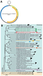 Genomic features of HuCV2 and its phylogenetic relationship with other circoviruses. A) Typical circular genome organization of HuCV2. B) Phylogenetic tree, generated based on the full-length genomic sequences, highlights HuCV2 from 2 patients in China (red circle and red diamond), another circovirus detected in humans (in addition to HuCV1), and the most widely studied known pathogens (PCV1–4). The phylogenetic tree was built in MEGA X (https://www.megasoftware.net) by using the neighbor-joining method. Bootstrap analysis with 1,000 replicates was applied to assess the phylogeny. Scale bar indicates number of nucleotide substitutions per site. Cap, capsid protein; HuCV, human-associated circovirus; ORF3, open reading frame 3; PCV, porcine circovirus; rep, replication-associated protein.