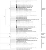 Phylogenetic analysis of entire Leishmania internal transcribed spacer region in study of Leishmania donovani transmission cycle associated with human infection, Phlebotomus alexandri sand flies, and hare blood meals, Israel. Leishmania-specific internal transcribed spacer region (988 bp) was amplified by PCR from P. alexandri sand flies, pooled female Phlebotomus spp. flies, and patient samples and then sequenced. Tree was constructed by using by using the maximum-likelihood method and Tamura 3-parameter model of all relevant Leishmania spp. and Trypanosoma cruzi as an outgroup. Sand fly and clinical samples from this study (black triangles), L. infantum isolates from Israel (black circles), Leishmania international reference strains (empty circles), and available GenBank Leishmania sequences are shown. GenBank accession numbers, isolate source, and country of origin are shown for each sequence. Only bootstrap values >70% are shown next to branches. Not to scale.