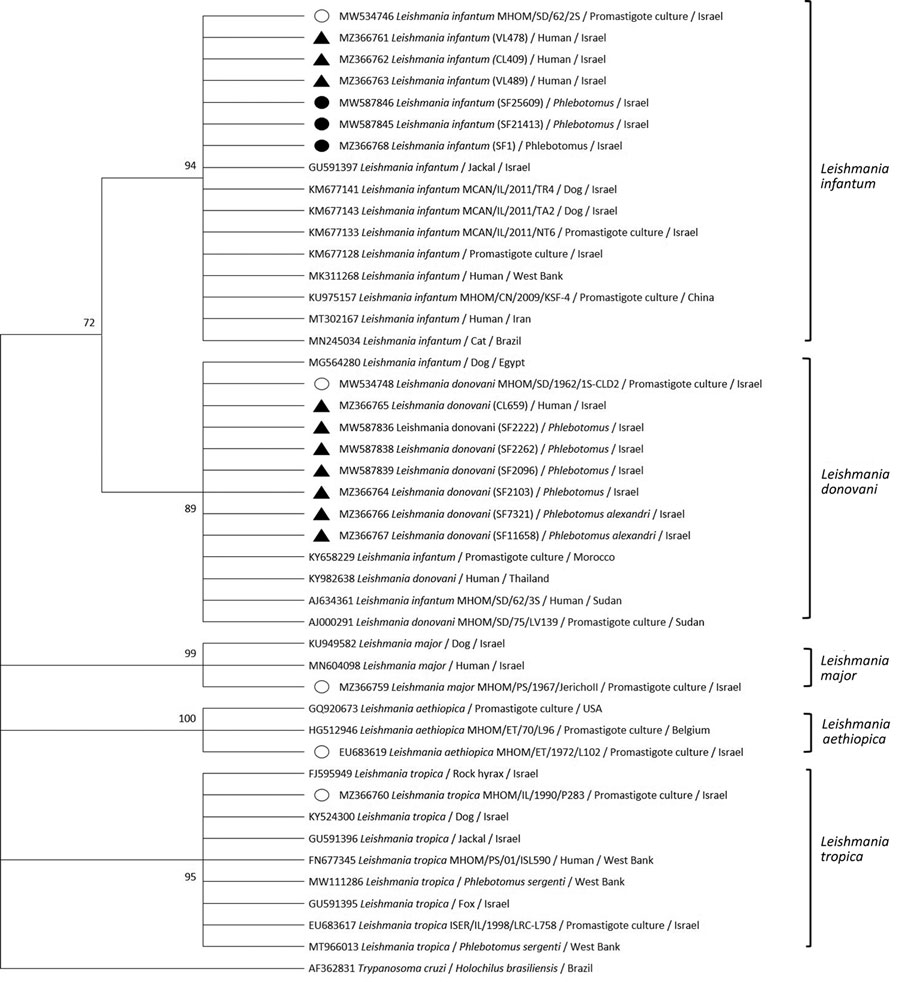Phylogenetic analysis of entire Leishmania internal transcribed spacer region in study of Leishmania donovani transmission cycle associated with human infection, Phlebotomus alexandri sand flies, and hare blood meals, Israel. Leishmania-specific internal transcribed spacer region (988 bp) was amplified by PCR from P. alexandri sand flies, pooled female Phlebotomus spp. flies, and patient samples and then sequenced. Tree was constructed by using by using the maximum-likelihood method and Tamura 3-parameter model of all relevant Leishmania spp. and Trypanosoma cruzi as an outgroup. Sand fly and clinical samples from this study (black triangles), L. infantum isolates from Israel (black circles), Leishmania international reference strains (empty circles), and available GenBank Leishmania sequences are shown. GenBank accession numbers, isolate source, and country of origin are shown for each sequence. Only bootstrap values >70% are shown next to branches. Not to scale.