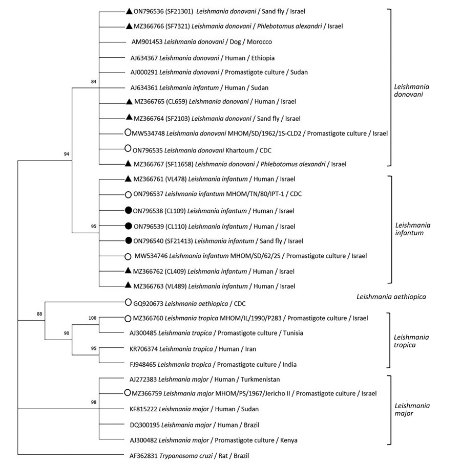 Phylogenetic analysis of Leishmania internal transcribed spacer 1 rRNA fragments in study of Leishmania donovani transmission cycle associated with human infection, Phlebotomus alexandri sand flies, and hare blood meals, Israel. Leishmania-specific internal transcribed spacer 1 rRNA fragments (201 bp) were amplified by PCR from P. alexandri sand flies, pooled female Phlebotomus spp. flies, and patient samples and then sequenced. Tree was constructed by using the maximum-likelihood method and Tamura 3-parameter model, estimated by using the Aikaike information criterion (33). Dendogram includes sequences from L. donovani and L. infantum isolated from sand flies and clinical samples in this study compared with Leishmania spp. reference controls and GenBank sequences from Israel and other countries. Tree shows substantial separate clustering of L. infantum (boostrap 94%) and L. donovani (bootstrap 89%) sequences. Empty circles are Leishmania international reference strains, black triangles are the 10 sequences from our study deposited in GenBank, and black circles are additional L. infantum–positive sand flies samples from Israel. Available GenBank sequences for L. major, L. tropica, L. infantum, and L. donovani from Israel and other countries are also included. GenBank accession numbers, Leishmania spp., isolate source, and country are indicated. Only bootstrap values >70% are shown. Not to scale.