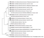 Phylogenetic analysis of Leishmania K26 gene in study of Leishmania donovani transmission cycle associated with human infection, Phlebotomus alexandri sand flies, and hare blood meals, Israel. Leishmania-specific K26 gene fragment (348 bp) was amplified by PCR from P. alexandri flies, pooled female Phlebotomus spp. flies, and patient samples and then sequenced. Tree was constructed by using the maximum-likelihood method and Hasegawa-Kishino-Yano model. K26 phylogenetic analysis shows separation between L. infantum and L. donovani. Sand fly and clinical samples from this study (black triangles), L. infantum isolates from Israel (black circles), Leishmania international reference strains (empty circles), and available GenBank Leishmania sequences are shown. GenBank accession number, isolate source, and country of origin are shown for each sequence. Only bootstrap values >70% are shown next to branches. Not to scale.