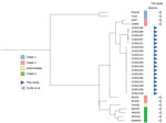 Phylogenetic tree of Erysipelothrix rhusiopathiae from stranded harbor porpoises, the Netherlands, 2021, compared with reference genomes described by Forde et al. (5). Branches are square root transformed. Detailed information for each sample is provided in Appendix Table 3.