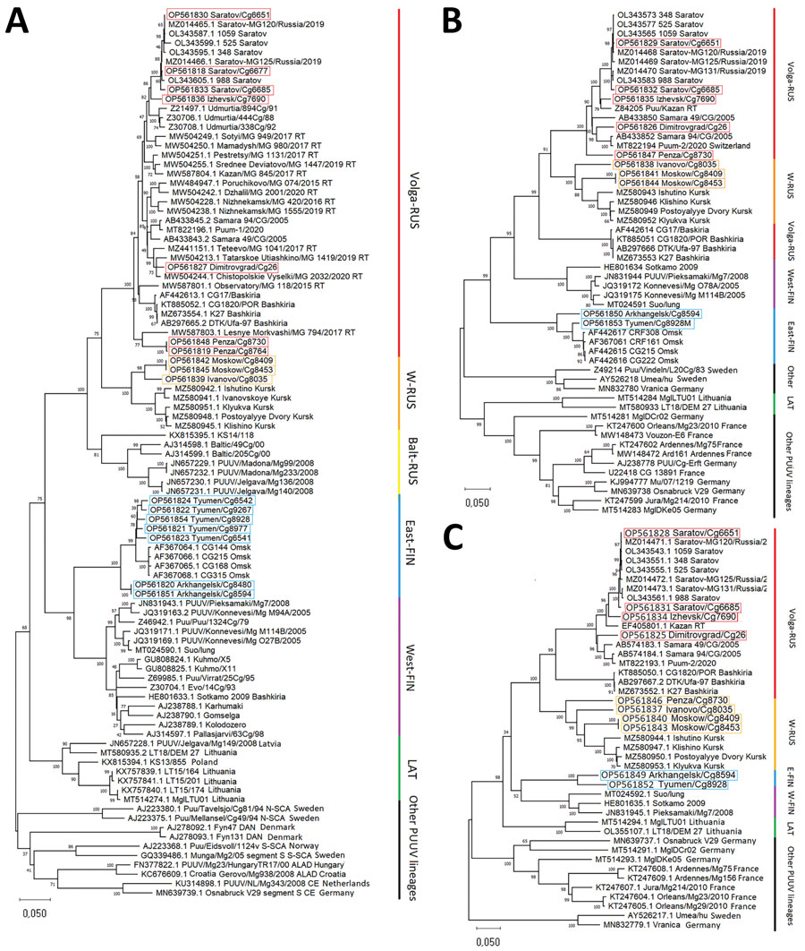 Phylogenetic trees of small (S), medium (M), and large (L) segments in a study of evolutionary formation and distribution of Puumala virus genome variants, Russia. A) S segment based on complete open reading frame (ORF) of 1,302 nt; B) M segment based on partial ORF 2,923 nt (525–3,447 nt of ORF of GenBank accession no. OL343565); C) L segment based on partial ORF 6,405 nt (5–6,409 nt of ORF of GenBank accession no. OL343543). The RUS lineage is divided into 3 large, color-coded subclades: Volga-RUS (red), W-RUS (orange), Balt-RUS (yellow). The FIN lineage is divided into 2 large, color-coded subclades: East-FIN (blue) and West-FIN (purple). Green indicates LAT lineage; black indicates other lineages. Boxes indicated sequences obtained in this study. GenBank accession numbers are provided for all sequences. All alignments and phylogenetic relationships of the sequences were conducted by the MUSCLE algorithm (https://www.ebi.ac.uk/Tools/msa/muscle) and maximum-likelihood method with the general time-reversible model and 1,000 bootstrap by using MEGA version X (https://www.megasoftware.net). The full S segment tree with complete dataset of all available representatives of LAT, FIN, and RUS lineages are available from https://github.com/AndreiDeviatkin/repo/blob/main/S_PUUV.png. Balt-RUS, sublineage from the Baltic coast region; East-FIN, sublineage from Siberia and northern Russia; FIN, Finnish lineage; LAT, Latvian lineage; RUS, Russian lineage; Volga-RUS, sublineage from the Volga River Valley; W-RUS, sublineage from western Russia; West-FIN, sublineage from Finland and Russian Karelia.