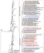 Maximum-likelihood phylogenetic tree of avian influenza virus subtype N8 genes from China (n = 1,106) and reference sequences from GISAID (https://www.gisaid.org). Blue tree sections indicate sequences of H3 subtype viruses reported in this study; red tree sections indicate other H3 subtype viruses from China. For of clarity, some clades are collapsed. Representative clusters are indicated in shaded boxes and magnified on the right. Violet arrows indicate human H3N8 viruses; purple solid circle indicates human H10N8 virus. The phylogenetic tree of N8 genes with more complete information is shown in Appendix Figure 2, panel D). Scale bar indicates nucleotide substitutions per site.