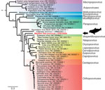 Phylogenetic tree of novel poxvirus detected from gray seal (Halichoerus grypus), Germany. Sequencing resulted in a complete poxvirus genome and the virus was tentatively named Wadden Sea poxvirus (red text). Phylogenetic analysis of 15 concatenated viral proteins (alignment of 9,130 aa) showed that Wadden Sea poxvirus (black arrow) is a member of the subfamily Chordopoxvirinae but might resemble a novel species distant from the established genera. Asterisks indicate major branches of the bootstrap support at >90%. Scale bar indicates amino acid substitutions per site.