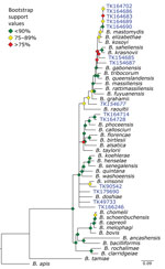 Phylogenetic analysis of Bartonella using museum archived samples in study of prospecting for zoonotic pathogens by using targeted DNA enrichment. Blue indicates museum archived samples; museum accession numbers are given (Table 1). Branches with <50% bootstrap support were collapsed. Nodal support is indicated by color coded diamonds. Scale bar indicates nucleotide substitutions per site. Assembly accession numbers (e.g., CA902374465) and tree files are available from https://doi.org/10.5281/zenodo.8014941.