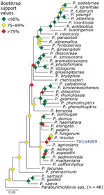 Phylogenetic analysis of Paraburkholderia using museum archived samples for probe panel for prospecting zoonotic pathogens by using targeted DNA enrichment. Blue indicates museum archived samples; museum accession numbers are given (Table 1). Branches with >50% bootstrap support were collapsed. Nodal support is indicated by color coded diamonds. Scale bar indicates. nucleotide substitutions per site. Assembly accession numbers (e.g., GCA90237446) and tree files are available from https://doi.org/10.5281/zenodo.8014941.