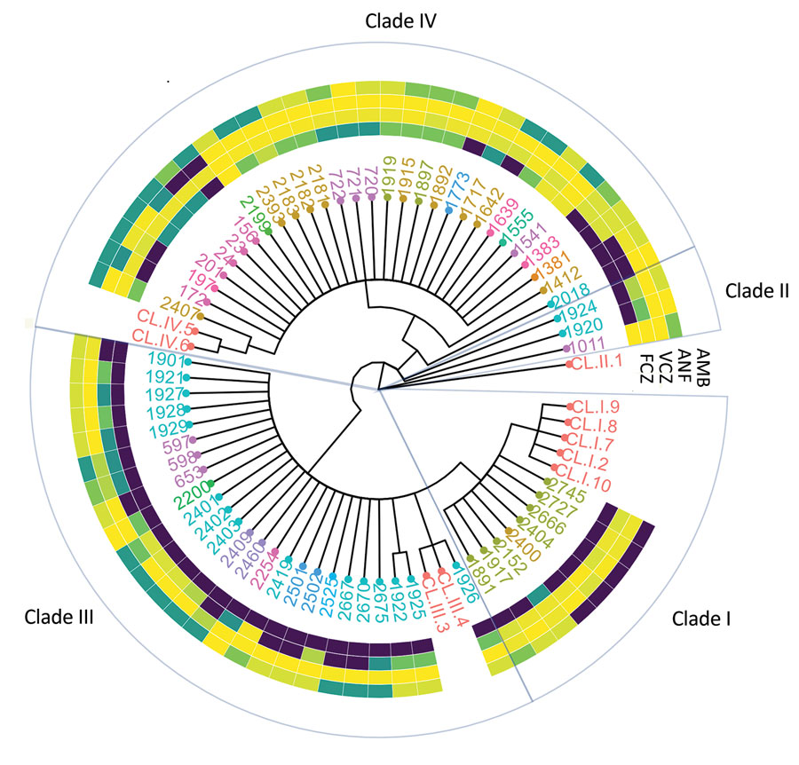Association of population strain clustering with antifungal drug MIC and medical facility for Candida auris strains, Israel. A phylogenetic tree of C. auris isolates was constructed using multilocus sequence typing and Bayesian inference. Text colors represent different medical centers. Heat map colors represent MIC of each drug, ranging from fully susceptible (yellow) to resistant (dark blue). AMB, amphotericin B; ANF, anidulafungin; FCZ, fluconazole; VCZ, voriconazole. 