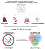 Two-stage GWAS analysis process used to detect infection-associated Streptococcus pneumoniae k-mers in study of disease-associated Streptococcus pneumoniae genetic variation. GWAS, genome-wide association studies; LASSO, least absolute shrinkage and selection operator; LMM, linear mixed model; VSURF, variable selection using random forests; WGS, whole-genome sequencing.