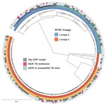 Maximum-likelihood phylogeny of 268 MDR TB isolates in study of limited nosocomial transmission of drug-resistant tuberculosis, Moldova. In outside circle, gray squares represent patient isolates with a maximum genetic distance of 5 single-nucleotide polymorphisms as a surrogate for recent transmission; pink squares indicate focus patients who acquired a new MDR MTBC strain during earlier treatment for drug-susceptible TB. Scale bar indicates number of substitutions per site. MDR, multidrug-resistant; MTBC, Mycobacterium tuberculosis complex; SNP, single-nucleotide polymorphism; TB, tuberculosis.