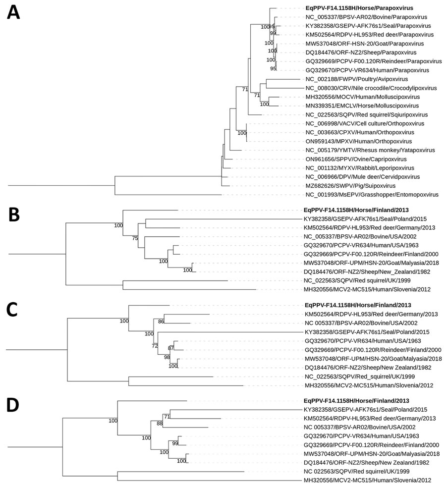 Phylogenies of PPV isolate F14.1158H from a skin lesion of an infected horse in Finland, 2013. A) Grouping of F14.1158H among all the genera of the subfamily Chordopoxvirinae in a phylogenetic tree based on amino acid sequences of the DNA polymerase (ORF025) gene. B–D) Grouping of F141158H among the genus Parapoxvirus in phylogenetic trees based on the nucleotide sequences of the early transcription factor (ORF083) (B), RNA polymerase (ORF101) (C), and topoisomerase 1 (ORF062) (D) genes. Bootstrap values >70% are shown next to the nodes. GenBank accession numbers are provided for reference sequences. MsEPV is used as an outgroup in panel A and SQPV and MOCV in panels B–D. Findings indicate that F14.1158H represents a novel PPV, designated EqPPV. CPXV, cowpox virus; CRV, crocodilepox virus; DPV, deerpox virus; EMCLV, equine molluscum contagiosum-like virus; EqPPV, equine PPV; FWPV, fowlpox virus; MOCV, molluscum contagiosum virus; MPXV, monkeypox virus; MsEPV, melanoplus sanguinipes entomopoxvirus; MYXV, myxoma virus; ORF, open reading frame; PPV, parapoxvirus; SPPV, sheeppox virus; SQPV, squirrelpox virus; SWPV, swinepox virus; VACV, vaccinia virus; YMTV, yaba monkey tumor virus.