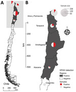 Distribution of samples collected and tested for HPAIV H5N1 clade 2.3.4.4b virus in wild birds, Chile. A) Map of Chile shows regions positive and negative for HPAIV. B) Detail of area in which affected birds were sampled. Size and color of circles indicate sample size and percent positivity. HPAIV, highly pathogenic avian influenza virus.