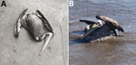 Images of Peruvian pelicans (Pelecanus thagus) collected and sampled for highly pathogenic avian influenza virus H5N1 clade 2.3.4.4b, Chile. A) Dead pelican found on land near shoreline; B) ill pelican in water near shoreline.