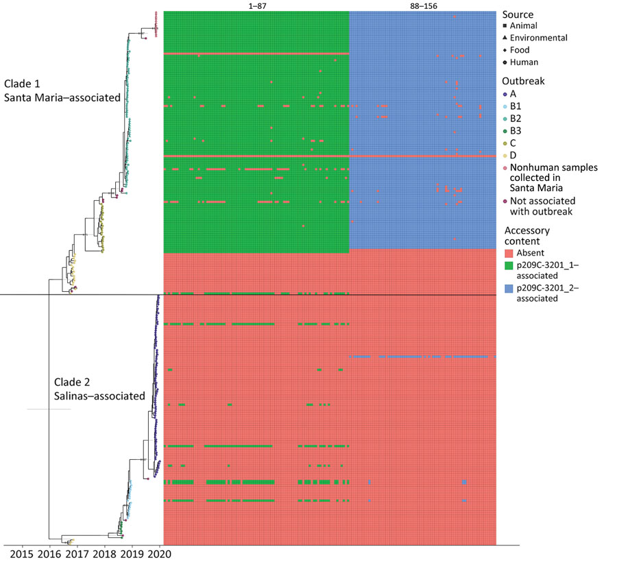 Tip-dated maximum clade credibility tree of 245 isolates of reoccurring Escherichia coli O157:H7 strain REPEXH02 linked to leafy greens–associated outbreaks, 2016–2019, generated in BEAST2 (https://www.beast2.org). Tips are aligned with the date of collection; calendar year is shown on the x-axis. Tips are colored according to the outbreak to which each isolate belonged; the shape corresponds to sample type (e.g., human, animal, environmental, or food). A horizontal black line segregates the two identified clades. Clade 1 contains outbreak B2 where some illness was traced back to Santa Maria, California, USA, as well as environmental samples collected in that region. Clade 2 contains outbreak A, which was traced back to the Salinas Valley, California. The presence/absence matrix to the right of the tree displays accessory genome content identified using Roary/scoary with 90% sensitivity and specificity to a subset of clade 1 isolates. A legend for accessory genome feature labels is included in Appendix 1 Table 5.