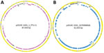 Annotated plasmids of reference genome 2019C-3201 of Escherichia coli O157:H7 containing clade-specific genomic features. A) p2019C-3201_1 annotated with prokka version 1.14.5 (yellow annotations) (11). Mapped list of Roary features (pan_genome_references.fa) onto plasmid (95% nucleotide identity; gray annotations) (14). Features highlighted had >90 sensitivity and >90 specificity to a subset of clade 1 isolates (pink annotations). The region with specific/sensitive features covers a large portion of the plasmid and predominately contains genes encoding hypothetical proteins with unknown functions and common plasmid-associated genes. Three features did not map in Geneious because they were either below 95% identity (2 features) or were identified as partial copy (1 feature). B) p2019C-3201_2 annotated with prokka v1.14.5 (yellow annotations). Mapped list of Roary features (pan_genome_references.fa) onto plasmid (100% nucleotide identity; gray annotations). Features highlighted had >90 sensitivity and >97 specificity (blue annotations) to a subset of clade 1 isolates. The region with specific/sensitive features covers a large portion of the plasmid and is associated with conjugation. Image was generated using Geneious version 2021.2 (https://www.geneious.com).