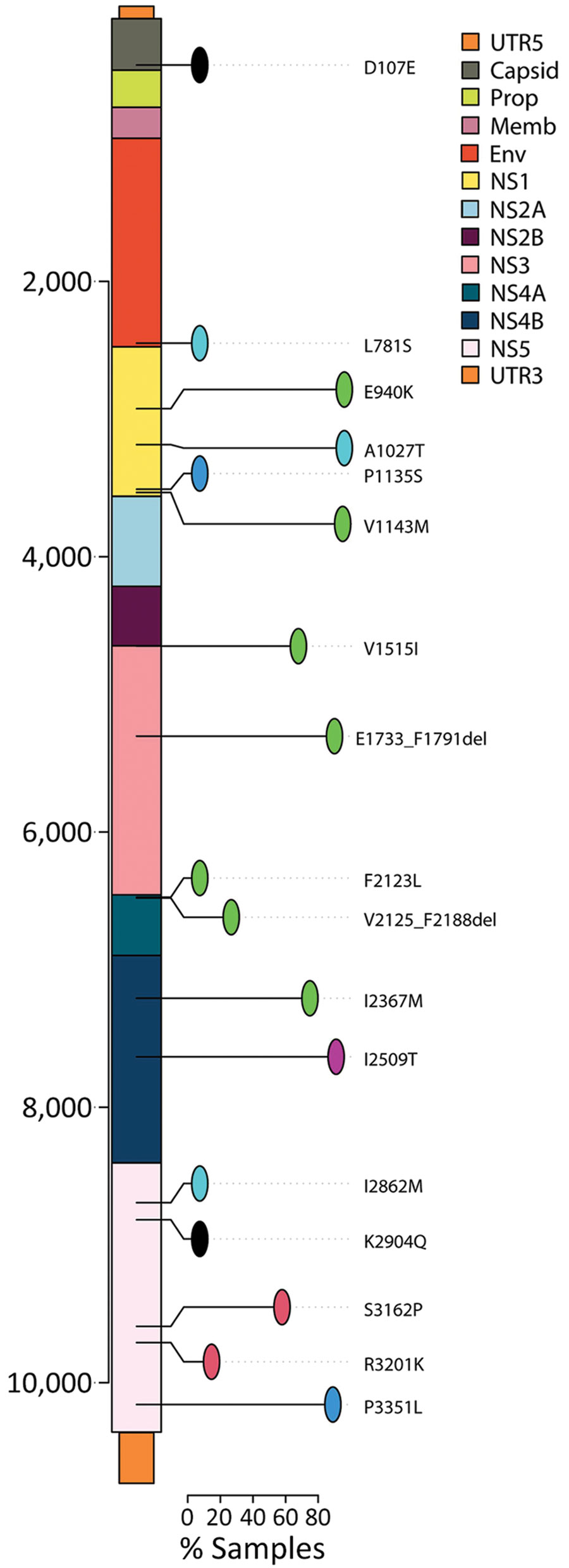 Single-nucleotide variants per gene for Zika virus strains obtained from study participants in northern Brazil. Amino acid changes in the polyprotein are allocated along the genome. Only mutations that appear in >10% (lines) of sequences are shown. Env, envelope; Prop, propeptide; Memb, membrane; NS, nonstructural; UTR, untranslated region.
