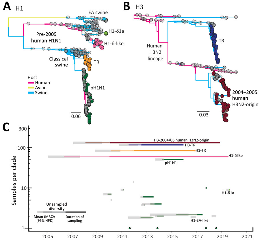 Genomic epidemiology of swine influenza viruses in Vietnam. A, B) Maximum-likelihood phylogeny of the H1 (A) and H3 (B) hemagglutinin genes of swine influenza viruses. Branch tips are colored by lineage origin and branches by host. C) Persistence of independent hemagglutinin lineages of swine influenza viruses detected in Vietnam. EA, Eurasian avian; HPD, highest posterior density; tMRCA, time to most recent common ancestor; TR, triple reassortant.