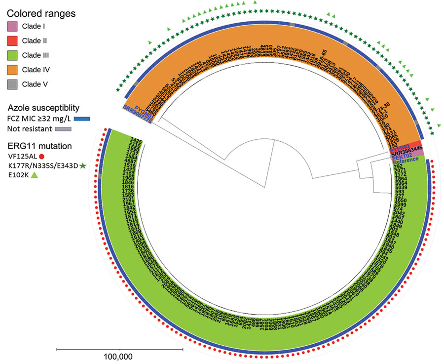 Phylogenetic tree depicting clade distribution and fluconazole resistance mutations of 188 invasive or colonizing South African Candida auris strains isolated from patients admitted to a large metropolitan hospital in South Africa, 2016–2020. The unrooted maximum-parsimony tree was created using MEGA software (https://www.megasoftware.net) using 287,338 single-nucleotide polymorphisms based on 1,000 bootstrap replicates. Scale bar indicates number of pairwise differences. FCZ, fluconazole. 