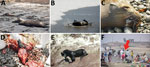 Sea lion deaths and investigation associated with outbreak of highly pathogenic avian influenza A(H5N1) in Paracas National Reserve, Peru, on the coastline, February 2023. A) Sea lion carcasses on the beach. B) Dying sea lion with ataxia. C) Dead sea lion with avian influenza clinical signs (whitish secretions). D) Sea lion necropsy showing a congestive brain. E) Sea lion trapping and eating a sick guanay cormorant, January 23, 2023. F) Field work sampling on a beach with a large number of bathers in the surroundings of infected carcasses. Red arrow indicates study staff wearing health protection equipment conducting field survey. Photograph credits: A, B, and D, Daniel Ampuero; C and F, Giancarlo Inga; E, Sandra Lizarme.