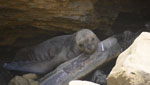 Female sea lion (Otaria flavescens) with acute respiratory distress, aborting and exhibiting nervous incoordination consistent with highly pathogenic avian influenza A(H5N1) virus. The video was recorded on a beach near the city of Paracas, Peru.