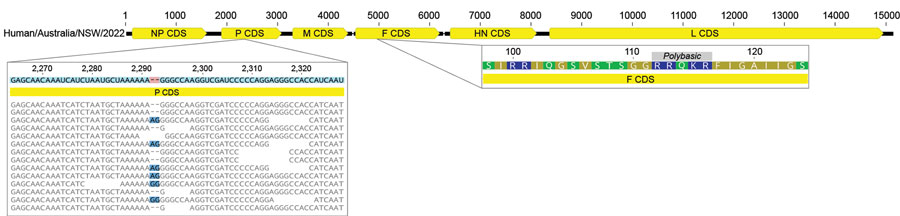 Genomic markers of virulence in avian paramyxovirus type 1 strain in an immunocompromised child in Australia. An analysis of both P and F genes indicated the strain would likely be classified as virulent based on P-gene editing; possible alternate reading frames were detected in mapped sequence reads (left side of panel). The F gene protein sequence carries a polybasic cleavage site at amino acid positions 112–116 (region on right of panel). CDS, coding sequences; F, fusion protein; G, glycoprotein; HN, hemagglutinin-neuraminidase protein; L, large protein; M, matrix protein; NP, nucleoprotein; P, polymerase-associated phosphoprotein. 