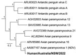 Phylogenetic classification of avian paramyxovirus type 1 strain from an immunocompromised child in Australia (bold) using the large polymerase protein sequence. Node support values show Shimodaira-Hasegawa—like approximate likelihood ratio test statistics with branch lengths proportional to the scale. GenBank accession numbers are provided for reference sequences. Scale bar indicates number of substitutions per site. 