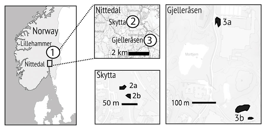 Location of sampling areas in study of ranid herpesvirus 3 infection in common frog Rana temporaria tadpoles, Norway. We collected 14 sample batches of free-ranging tadpoles (3–13 tadpoles per batch) either directly from or in close (<10 m) proximity to 5 ponds in Norway in 2022, where adult frogs with lesions consistent with ranid herpesvirus 3 (RaHV3) infection were observed earlier in the year. Maps show locations of ponds in Lillehammer, Skytta, and Gjelleråsen and the distances (in meters) between them. The 2 ponds marked collectively as 3b are linked by marshland in which adult frogs breed independently and are, therefore, treated as 1 complex. We found 2 of 14 sampled tadpole batches were positive for RaHV3 by using PCR, corresponding to pond areas in Lillehammer and Skytta. After testing each tadpole in the positive batches, we identified 6 of 13 tadpoles from the Lillehammer pond and 1 of 4 from the Skytta pond that were RaHV3-positive.