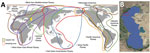 Major bird migration flyways (A) and sampling area of birds (B) in study of highly pathogenic avian influenza A(H5N1) virus–induced mass death of wild birds, Caspian Sea, Russia, 2022. Map of migration routes was provided online by the East Asian–Australasian Flyway Partnership (https://www.eaaflyway.net/the-flyway). Yellow shading in panel A indicates the location of the Caspian Sea; red rectangles in both panels indicate sampling location of dead birds on Maliy Zhemchuzhniy Island.