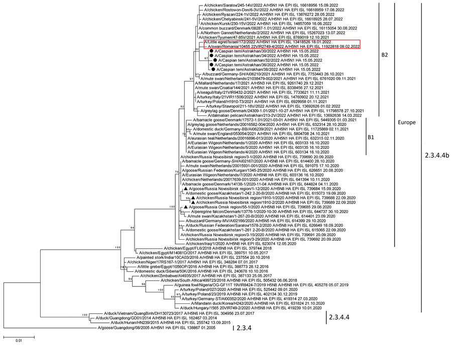 Phylogenetic analysis of viruses isolated from 5 dead Caspian terns in study of highly pathogenic avian influenza A(H5N1) virus–induced mass death of wild birds, Caspian Sea, Russia, 2022. Maximum-likelihood phylogenetic tree was constructed for hemagglutinin gene segments. Black circles indicate highly pathogenic avian influenza (HPAI) A H5N1 virus strains isolated from the Caspian Sea region; black triangles indicate Egyptian-like HPAI virus strains from Russia isolated in 2020; red box indicates HPAI strains from Israel and Romania that were closely related to viruses from the Caspian Sea. Viruses belonging to clade 2.3.4.4b and B1 or B2 sublineages and those with hemagglutinin genes found in Europe are indicated. Sequences were obtained from the GISAID EpiFlu database (https://www.gisaid.org); identification numbers are provided. Scale bar indicates nucleotide substitutions per site.