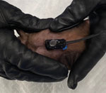 Micro‒global positioning system placement on an adult male Egyptian rousette bat (Rousettus aegyptiacus). Micro‒global positioning system units (<7 g; Telemetry Solutions, https://www.telemetrysolutions.com) were attached to the dorsum of male bats weighing >100 g.