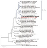 Maximum-likelihood phylogenetic tree based on 36 amino acid sequences of phleboviruses M segment (NSm–Gn) in study of novel Echarate virus variant isolated from patient with febrile illness, Chanchamayo, Peru. Strains from Peru are in bold, and the novel variant is in red. Only bootstrap values >70% are shown at key nodes. Uukuniemi virus was considered as the outgroup. Scale bar indicates nucleotide substitutions per site.