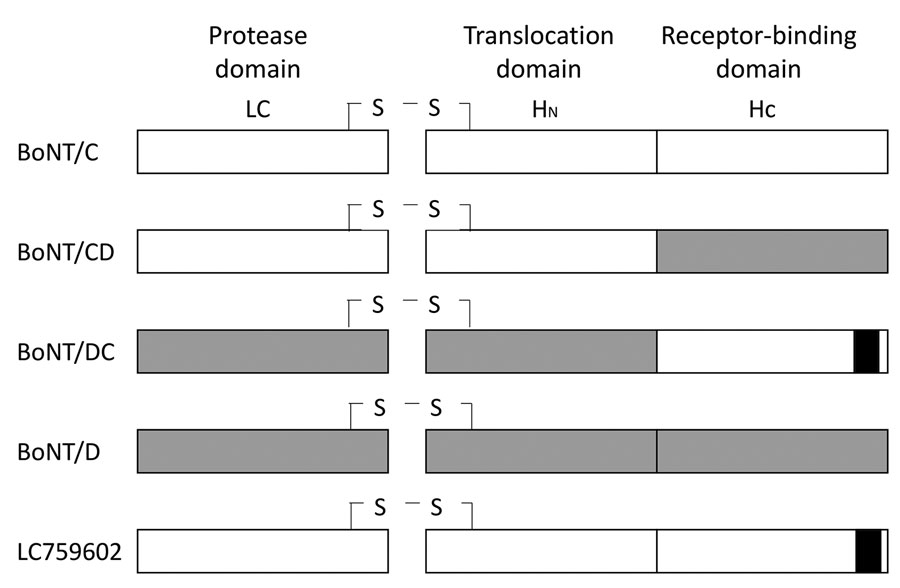 Schematic diagrams of each functional domain between BoNT (C, CD, DC, D, and LC759602) in study of novel type C botulism strain in household outbreak, Japan. Gray shaded areas indicate the partial sequence of the reference bont/D gene, white areas indicate the partial sequence of the cont/C gene, and black areas indicate the partial sequence of the reference bont/DC gene. BoNT, botulism neurotoxin.