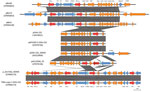 Genetic context of blaOXA-232 identified in patients in China investigated in study of global phylogeography and genomic epidemiology of blaOXA-232–carrying carbapenem-resistant Klebsiella pneumoniae sequence type 15. Arrows represent coding sequences (red arrows, antimicrobial resistance genes; yellow or blue arrows, mobile elements) and indicate the direction of transcription. Arrow size is proportional to gene length. GenBank accession numbers are provided.