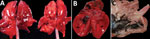 Gross photographs of postmortem lesions from red foxes naturally infected with highly pathogenic avian influenza virus, United States. A) Lungs have failed to collapse and are diffusely edematous and mottled pink to dark red. B) Cross section of the left ventricle of the heart showing a focal region of myocardial pallor in the papillary muscle (arrows). C) Stomach contents with feathers.