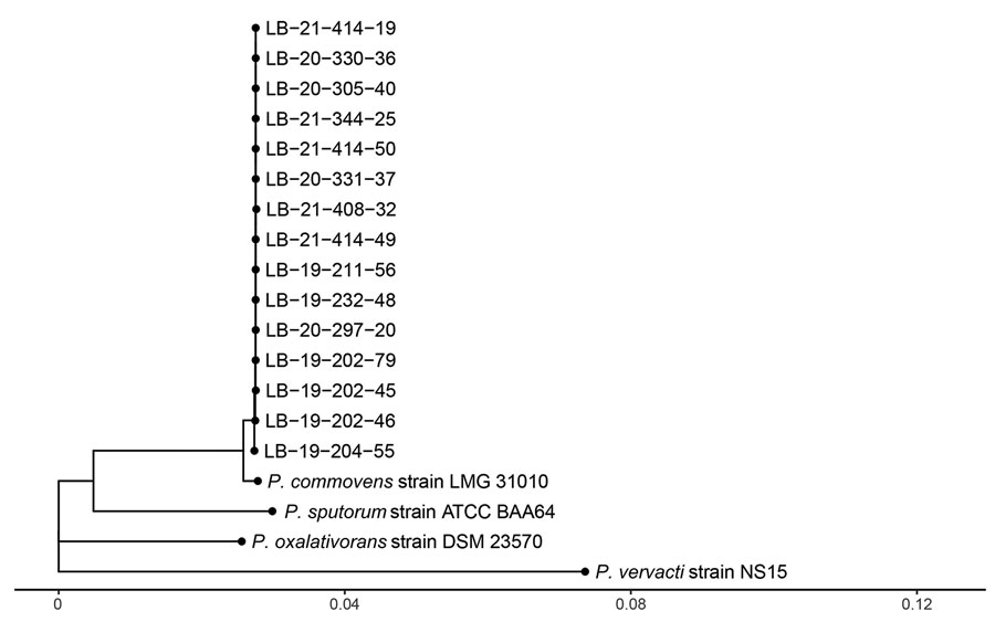 Phylogenetic tree of isolates from an outbreak of Pandoraea commovens among non–cystic fibrosis intensive care patients, Germany, 2019–2021. Genome assemblies from 15 isolates (labeled LB) compared with Pandoraea spp. genomes in the National Center for Biotechnology Information RefSeq database (https://www.ncbi.nlm.nih.gov) found the genome assembly GCF_902459615.1 of P. commovens strain LMG 31010 was the most similar. The tree was created by using neighbor joining the calculated pairwise phylogenetic distances between genome assemblies and available database sequences. Scale bar indicates nucleotide substitutions per site. 