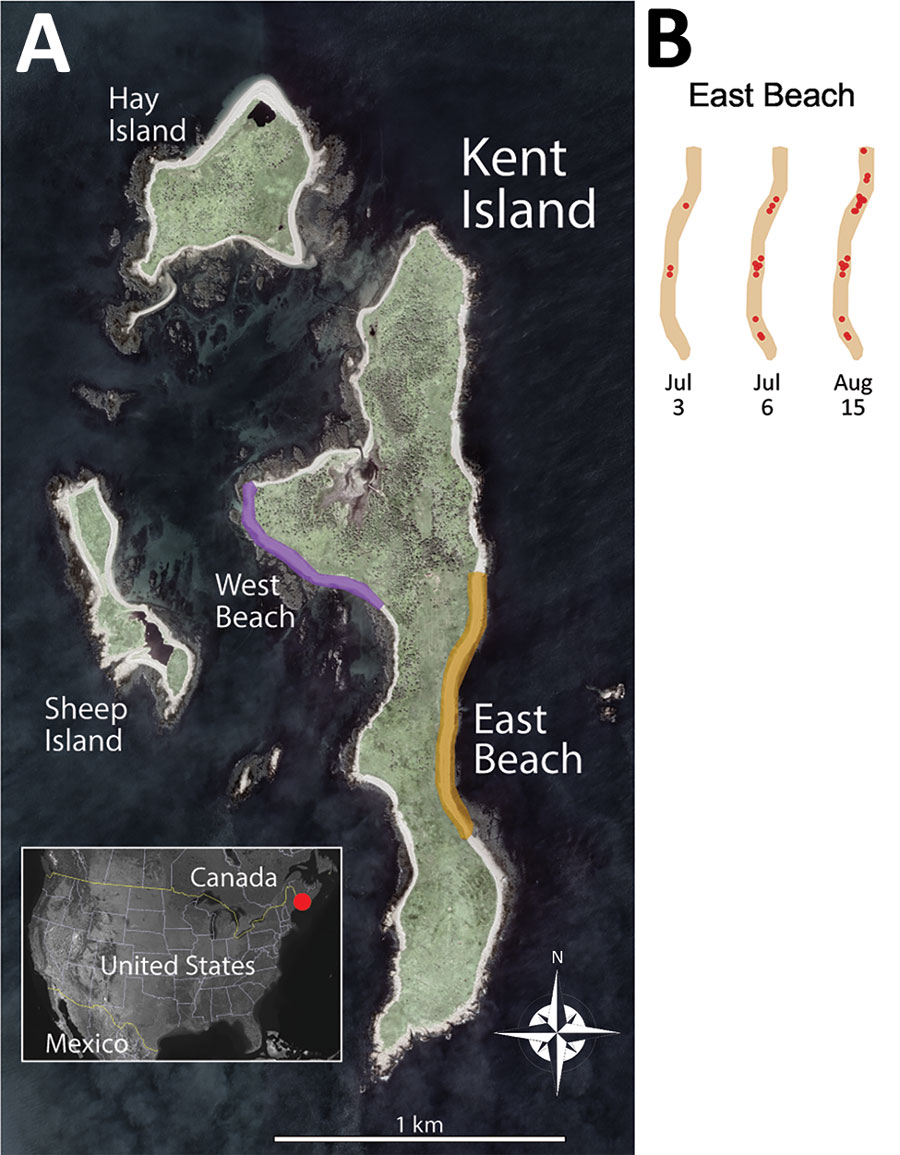 Location of gull breeding colony on Kent Island, New Brunswick, Canada, in study of limited outbreak of highly pathogenic influenza A(H5N1) in herring gull colony, 2022. A) Inset shows location of Kent Island in Canada. The main study site was on East Beach (yellow strip), and a secondary site was on West Beach (purple strip). Intermittent monitoring occurred across Kent, Hay, and Sheep Islands. Satellite image from Google Earth (https://earth.google.com). B) Accumulating carcass locations (red points) for 3 timepoints on East Beach.