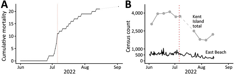 Adult herring gull deaths (cumulative, end-of-day) on East Beach, Kent Island, New Brunswick, Canada, in study of limited outbreak of highly pathogenic influenza A(H5N1) in herring gull colony, 2022. A) Cumulative mortality of herring gulls on East Beach during summer 2022. B) Census counts (number of breeding and nonbreeding adult herring gulls) from 1–3 surveys/day on East Beach and weekly total counts from surveys of the entire island. Red dotted lines mark July 6, the date of maximum gull deaths on East Beach.