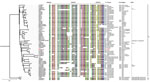 Multilocus sequence typing phylogenetic tree based on whole-genome sequencing single-nucleotide polymorphisms of a Cronobacter sakazakii ST64 strain from a fatal case of necrotizing enterocolitis in a 17-day-old male neonate, China, compared with reference strains. Asterisks indicate newly sequenced strains in this study; red text indicates isolate from the neonate. CRISPR spacers arrangement, CT, source, year, region and genes are listed next to corresponding strains. Color schemes in CRISPR arrays are provided at the spacer level to illustrate differences among strains by using CRISPRStudio software (https://www.semanticscholar.org). Ellipsis in spacers indicate partial CRISPR arrays without determined end (incomplete CRISPR arrays). Scale bar indicates nucleotide substitutions per site. AMR, antimicrobial resistance; CR, CRISPR type; CRISPR, clustered regularly interspaced short palindromic repeats; ST, sequence type.