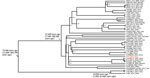Timed phylogeny in maximum clade credibility tree of Cronobacter sakazakii ST64 strain from a fatal case of necrotizing enterocolitis in a 17-day-old male neonate, China, compared with reference strains. Red text indicates isolate from the neonate. Numbers along branches are bootstrap values. Posterior probabilities are shown in the nodes. ST, sequence type.