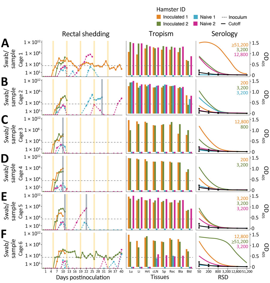 Timeline of Andes virus (ANDV) shedding and transmission between inoculated and naive Syrian hamster pairs from each cage. Panels A–F show data for cages 1–6. Left column displays shedding of ANDV RNA loads per rectal mucosa swab sample. Shedding loads of individual animals are shown as color-coded lines. Vertical shades show routine (yellow) or extra (grey) cage changes. Middle column displays tissue distribution of ANDV RNA per gram of tissue or milliliter of blood. The dashed horizontal grey line shows the inoculum dose. Right column displays results of nucleocapsid ELISA of serum collected at euthanasia. Antinucleocapsid serum titers are noted for animals that seroconverted. The assay cutoff is shown as a black curve with vertical line-ranges (mean +3 SD) of each serum dilution. To improve figure visualization, the y-axes in panels A–C were log10-transformed. Bla, bladder; Bld, blood; cLN, cervical lymph node; Hrt, heart; ID, identification; Li, liver; Lu, lung; OD405, Optical density at 405 nm; Rec, rectum; RSD, reciprocal serum dilutions; Sp, spleen. 