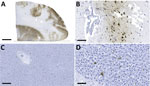 Detection of influenza A virus antigen in black bears by immunohistochemical analysis, Quebec, Canada. A) Brain tissue, showing abundant viral antigen detected multifocally throughout the section and observed primarily in gray matter areas. Scale bar indicates 5 mm. B) Brain immunostaining within neurons and surrounding neuropil. Scale bar indicates 100 μm. C) Liver tissue, showing viral antigen within individual cells. Scale bar indicates 200 μm. D) Liver tissue, showing that cells have the morphologic appearance of Kuppfer cells. Scale bar indicates 50 μm. Monoclonal antibody and diaminobenzidine stained, Gill’s hematoxylin counterstained.