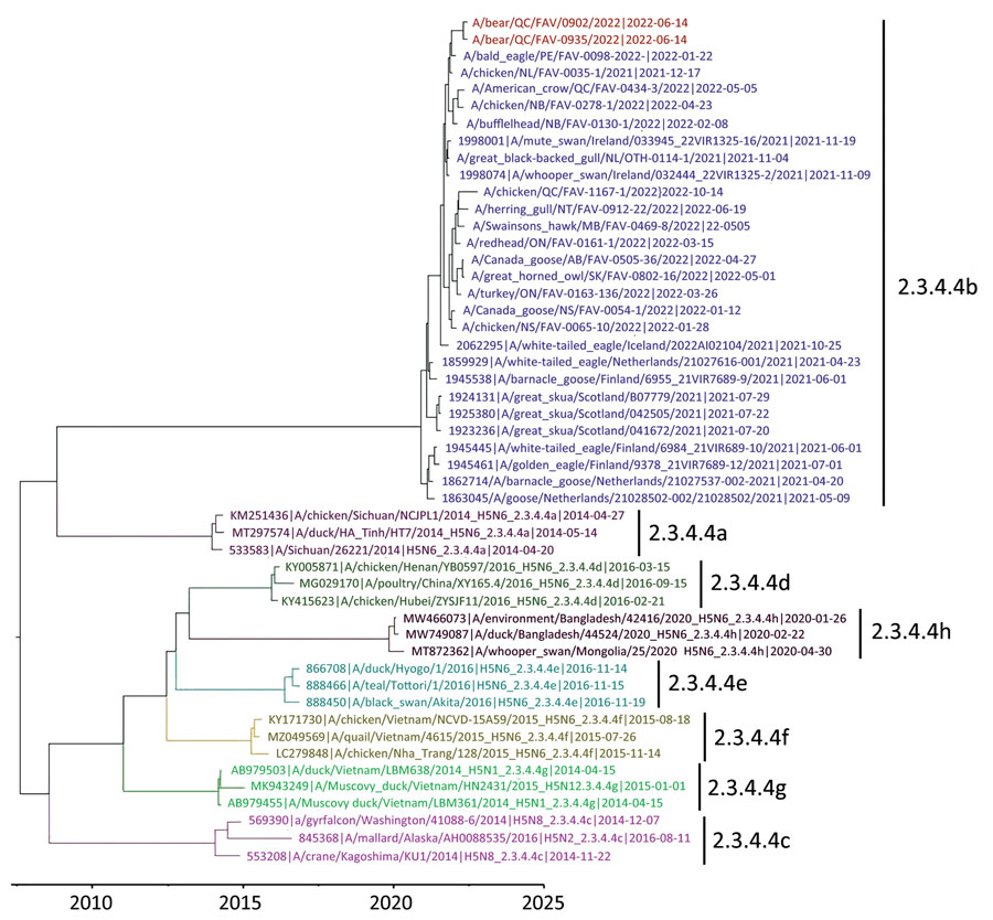 Maximum-clade credibility tree for influenza A virus antigen in black bears by immunohistochemical analysis, Quebec, Canada, inferred by using Bayesian and Markov Chain Monte Carlo analyses for the H5 hemagglutinin gene. Shown are relationships among black bear strains from this investigation (red), European 2021 H5 clade 2.3.4.4b HPAI strains (blue), and early Canada wild bird and poultry strains (purple). Colors and labels indicate the other H5 clade 2.3.4.4 subgroups. 