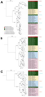 Phylogenetic analysis of novel Ozark orthohantavirus segments isolated from hispid cotton rats (Sigmodon hispidus), Arkansas, USA. Phylogenetic trees were constructed by using IQ-TREE2 (http://www.iqtree.org) for small (A), medium (B), and large (C) protein segments translated from Ozark orthohantavirus open reading frames (ORFs). ORF Finder (https://www.ncbi.nlm.nih.gov/orffinder) was used to detect ORFs and the Expasy translate tool (https://www.expasy.org) was used to translate ORFs to amino acid sequences. Maximum-likelihood method and best-fit models Q matrix estimated for insects (Q.insect) plus proportion of invariable sites enabled plus discreet gamma model added with 4 rate categories (for small segment), Q.insect plus FreeRate model with 5 categories (for medium segment), and Q.insect plus proportion of invariable sites enabled plus invariable sites plus FreeRate model with 4 categories (for large segment) were used (http://www.iqtree.org/doc/Substitution-Models). Sequences and corresponding GenBank accession numbers are indicated for available orthohantaviruses from orders Chiroptera (bats), Eulipotyphla, and Rodentia. Orthohantaviruses from Eulipotyphla are found in families Soricidae (shrews) and Talpidae (moles); orthohantaviruses from Rodentia are found in family Muridae, subfamily Murinae (Old World mice and rats) and family Cricetidae, subfamilies Arvicolinae (voles and lemmings) and Sigmodontinae and Neotominae (both New World mice and rats). Hispid cotton rats are sigmodontine rodents. Scale bar indicates amino acid substitutions per site.
