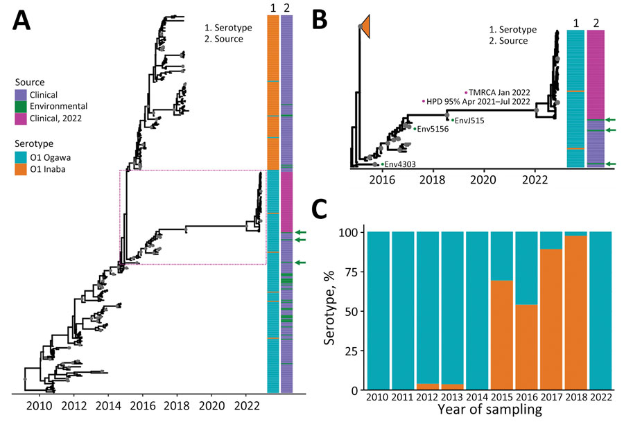 Inferred Bayesian phylogeny in a study of ancestral origin and dissemination dynamic of reemerging toxigenic Vibrio cholerae, Haiti. Phylogeny was inferred from 371 toxigenic V. cholerae O1 full genome clinical and environmental strains collected in Haiti during 2010–2022. A, B) Time-scaled phylogenies of V. cholerae serotypes inferred by enforcing a relaxed clock with Bayesian skyline demographic prior in BEAST version 1.10.4 (https://beast.community): A) Phylogeny of all isolates collected during 2010–2022. Dotted box denotes area detailed area shown in panel B. B) Detail of Ogawa clade from which the 2022 V. cholerae epidemic strains were derived. Gray circles indicate internal nodes supported by posterior probability >0.9. Branch lengths are scaled in time according to the x-axis. Time to MRCA of the 2022 Haiti isolates is shown at the node. Heatmaps denote clinical or environmental source and O1 serotype Ogawa or Inaba of the strains. Green arrows indicate the position of environmental strains basal to major clades. The collapsed orange clade refers to the monophyletic Inaba clade. Numbered green dots represent environmental V. cholerae O1 Ogawa isolates collected in Haiti; 2 were isolated from Jacmel Estuary, EnvJ515 in 2018 and Env4303 in 2015; Env5156 was isolated from a river in Leogane in 2016. C) Percentage of Ogawa and Inaba serotype isolates from samples collected in Haiti per year. HPD, high posterior density; MRCA, most recent common ancestor.
