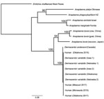 Phylogenetic relationship of novel human Anaplasma bovis–like pathogen associated with human cases in the United States, 2015–2017, to other A. bovis–like and related Anaplasma species based on 2,039 bp of concatenated rrs, gltA, groEL nucleotide sequences. Phylogenetic relationships were inferred using the RAxML method using the general time reversible plus gamma model (13). One thousand bootstrap replicates were used to estimate the likelihood of the tree; bootstrap values are displayed next to the nodes. Only bootstrap values of >50 are shown. GenBank accession numbers for the samples in this study: OQ772254;, gltA; OQ772255, groEL; and OQ724830, rrs; those for the D. andersoni sample were assigned the following numbers: OQ772256, gltA; OQ772257, groEL; and OQ724821, rrs. Reference sequences from GenBank: Anaplasma bovis (cow, China): MH255937, 16S; MH594290, gltA; MH255906.1, groEL; A. bovis (goat, China): MH255939, 16S; MH255915.1, gltA; MH255907, groEL; A. bovis (raccoon, Japan): GU937020, 16S; JN588561, gltA; JN588562, groEL; Anaplasma platys strain Okinawa: AY077619, 16S; AY077620, gltA; AY077621, groEL; A. phagocytophilum strain HZ NC_007797; A. centrale strain Israel NC_013532; A. marginale strain Florida NC_012026. Ehrlichia chaffeensis strain West Paces (NZ_CP007480) was used as the outgroup. Scale bar represents mean number of nucleotide substitutions per site.