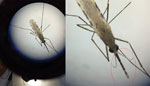 Pictures of Anopheles stephensi mosquito collected in Kenya as seen under a microscope. The dual banding on the palps characteristic of An. stephensi mosquitoes is circled in red in the closer image at right. Other distinguishing features are not clear in this image. 