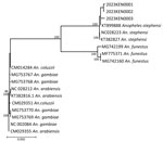 Phylogenetic tree representing the relationship of Anopheles stephensi mosquito isolates from Kenya (2023KEN0001, 2023KEN0002, and 2023KEN0003) and reference Anopheles spp. isolates using the cytochrome c oxidase subunit 1 region. GenBank accession numbers are provided for reference sequences; accession numbers for Kenya sequences are provided in Table 3. Scale bar indicates 5% nucleotide sequence divergence. Values on the branches represent the percentage of 1,000 bootstrap replicates; bootstrap values >70% are shown in the tree.