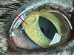 Adult parasites (red arrow) in the bulbar conjunctiva of the left eye of a 2.5-year-old spayed female domestic shorthair cat (case 2) examined in October 2022.